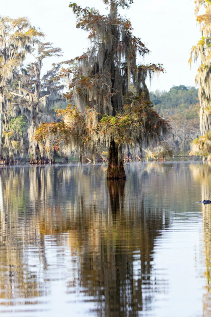 A bald cypress tree majestically sits in Lake Martin in October colors.