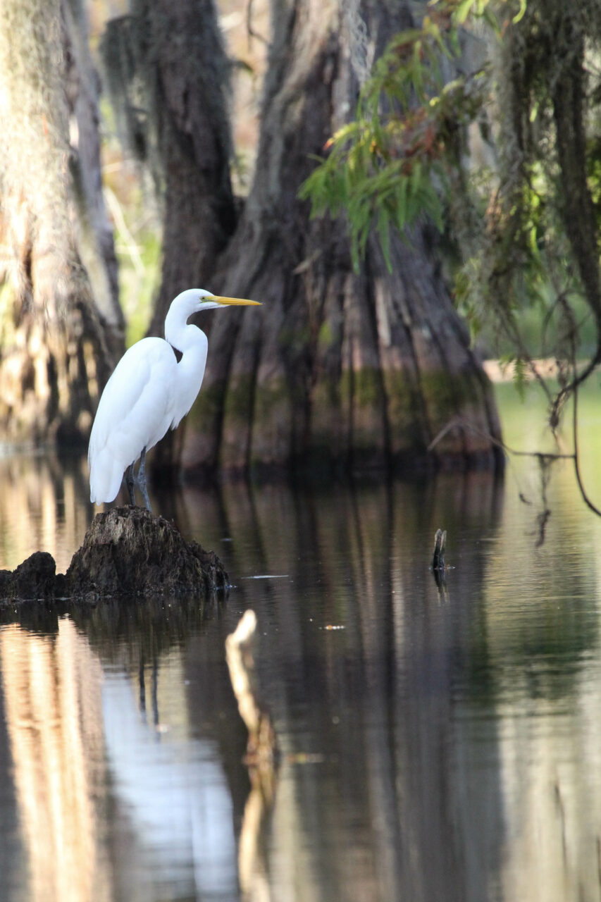 A white egret adds to the serenity of our early morning kayak swamp tour.