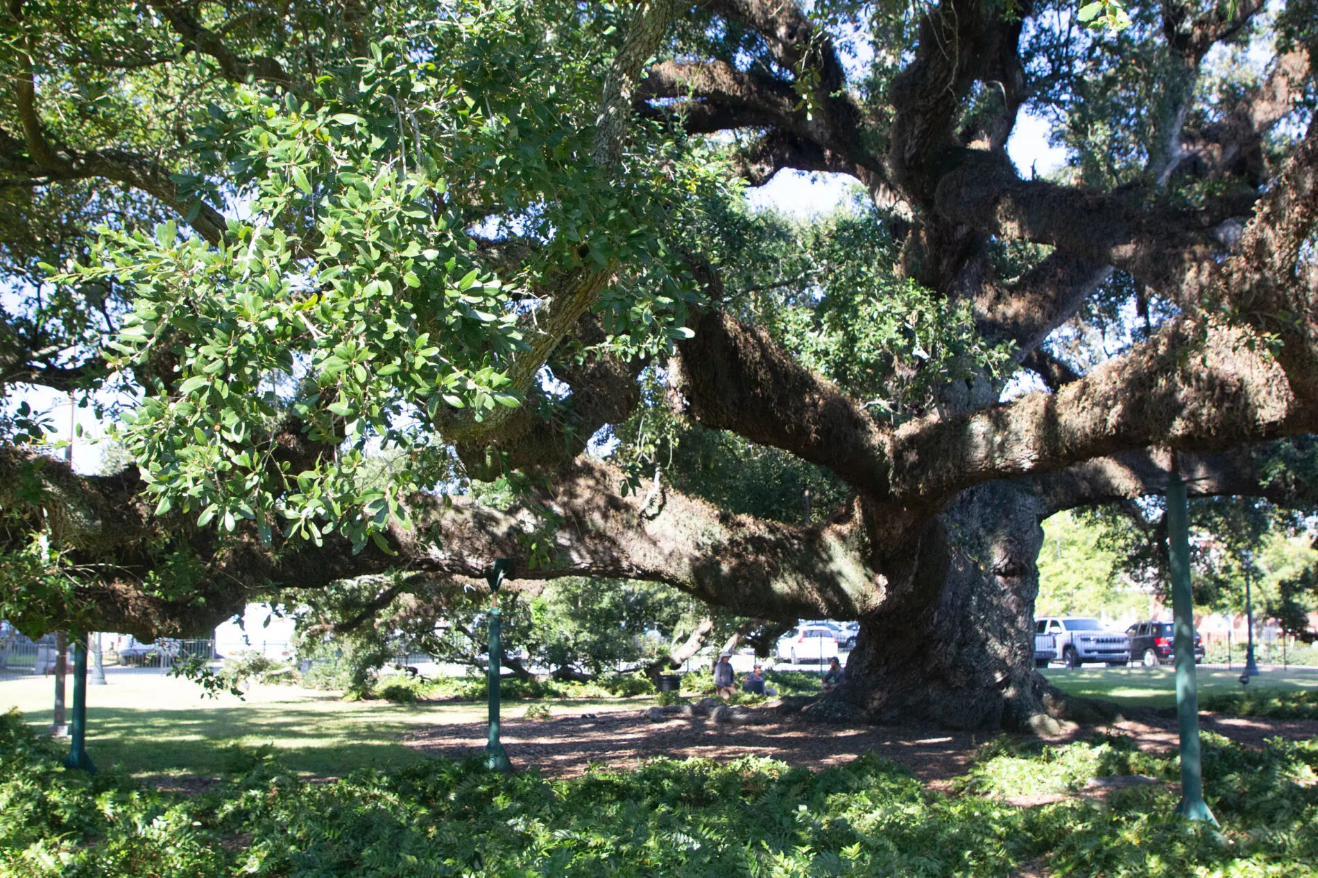 St. John's Cathedral 500 live oak; a must-see sight in Lafayette.