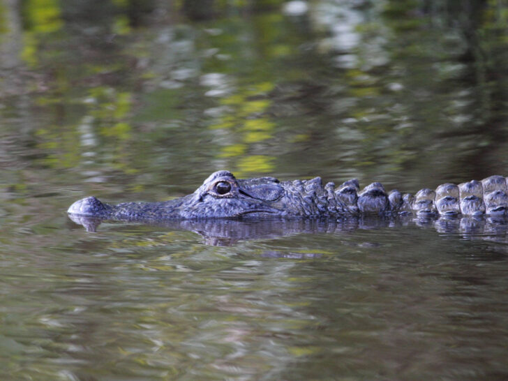 Gator Tours or swamp tours are the number one thing to do in Lafayette.