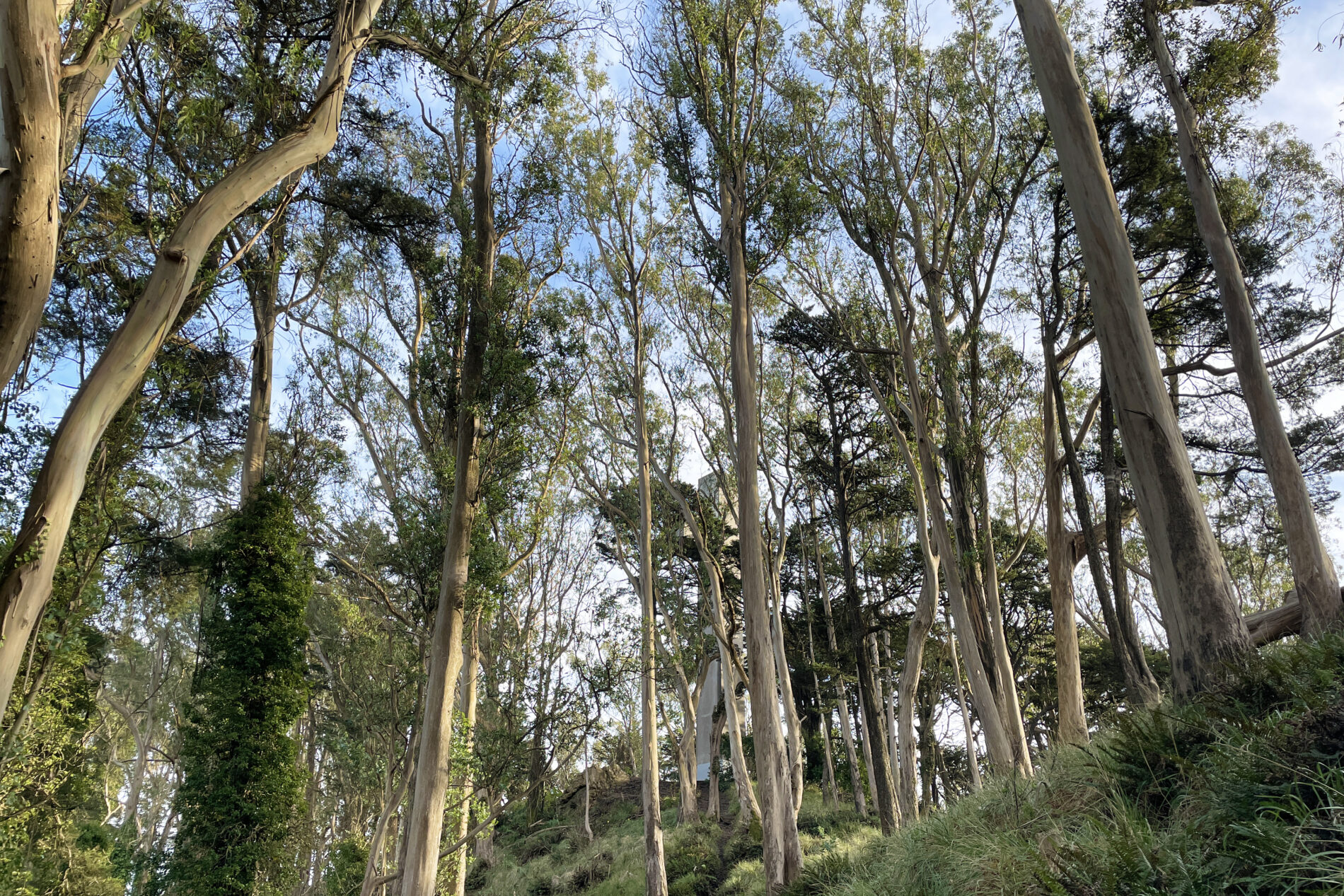Looking up at the eucalyptus trees behind the Mt. Davidson Cross.