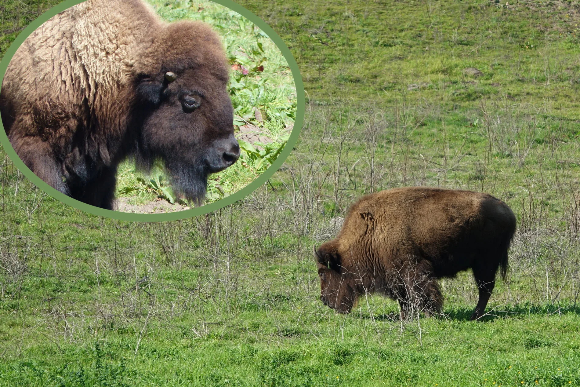 The Bison Paddock in Golden Gate Park has been home to a small herd since 1892.