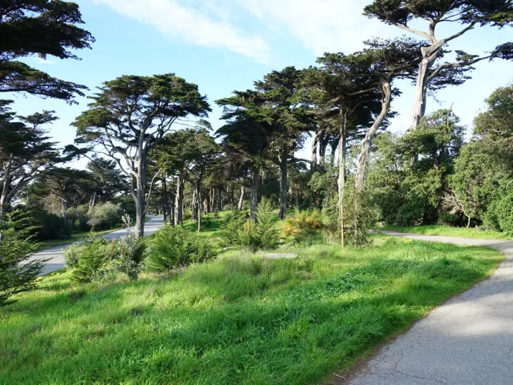 Scenic John F Kennedy Drive and parallel trail through the west end of Golden Gate Park.
