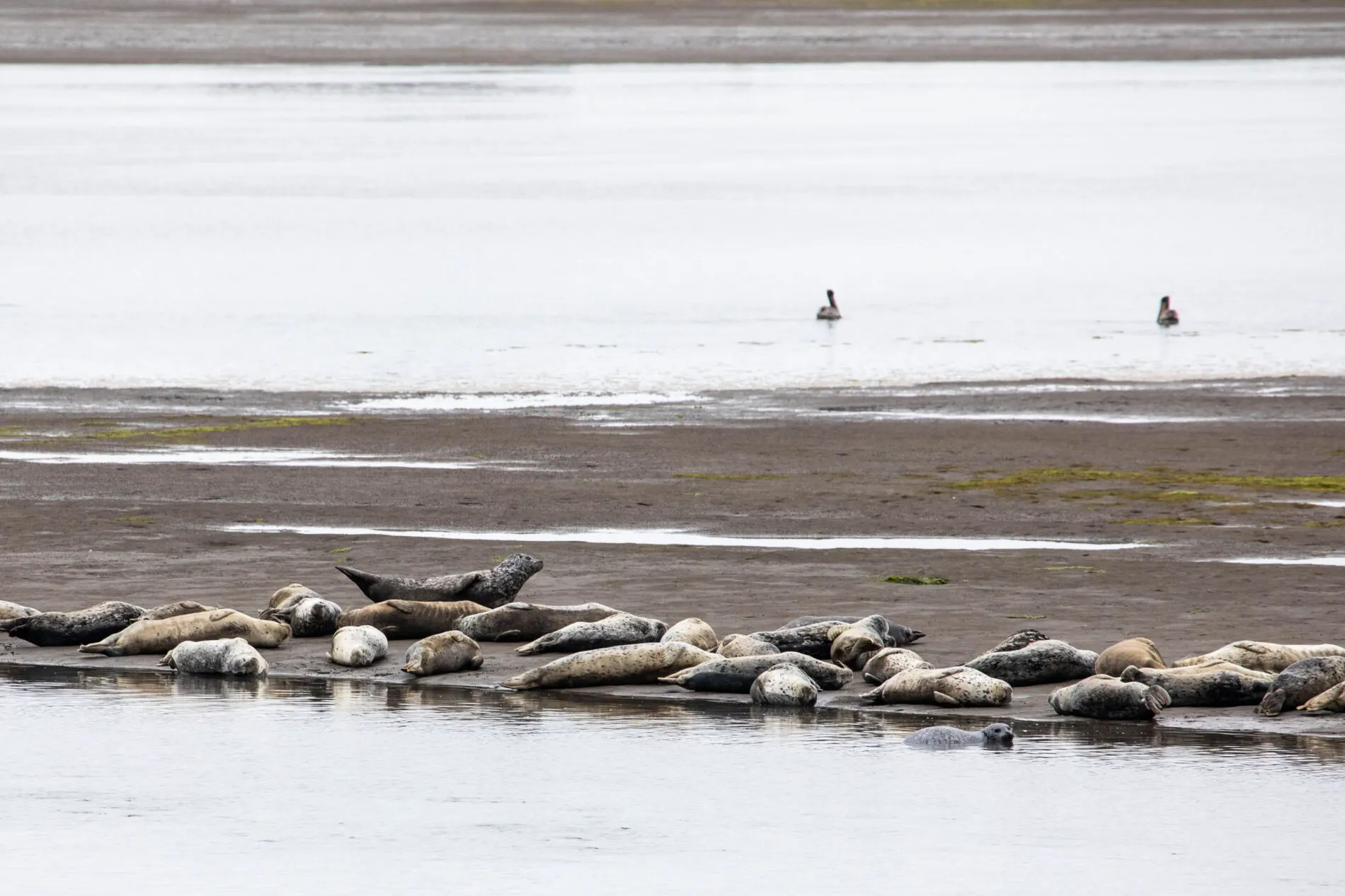 Seals lounging at Golden Gate National Recreation Area is a great place to see wildlife along the PCH.