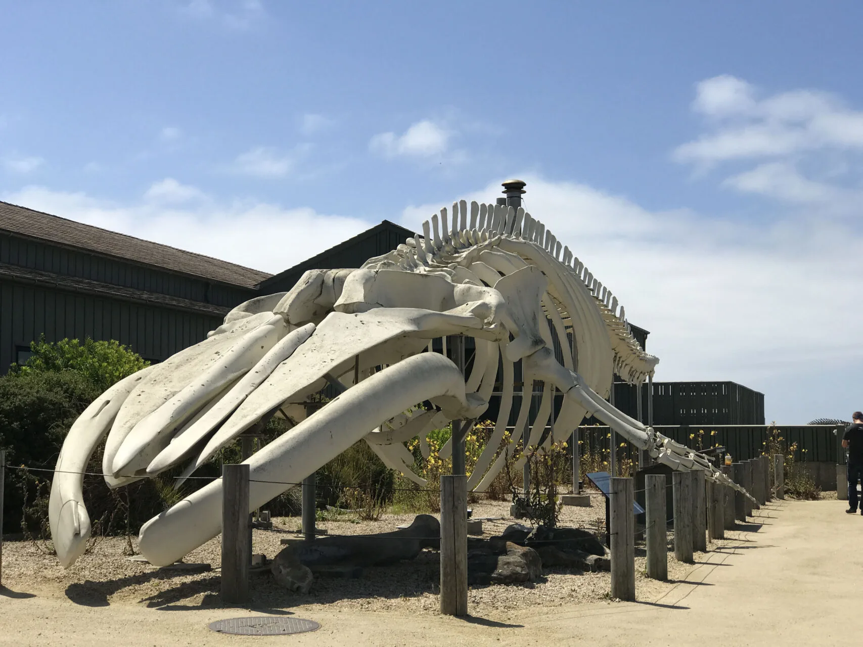 Blue Whale skeleton at the Seymour Marine Discovery Center is a must-stop along the Pacific Coast Highway.
