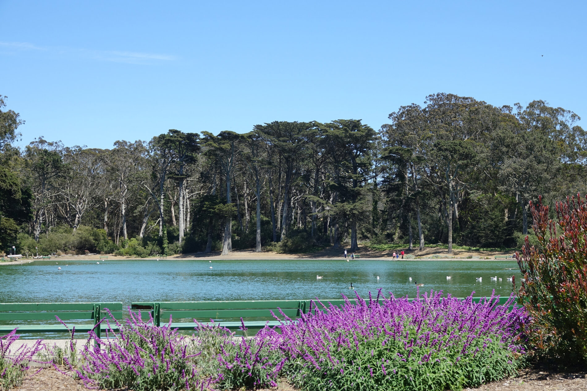 Spreckels lake in Golden Gate Park was built for model boating hobbyists and is also home to turtles and birds.
