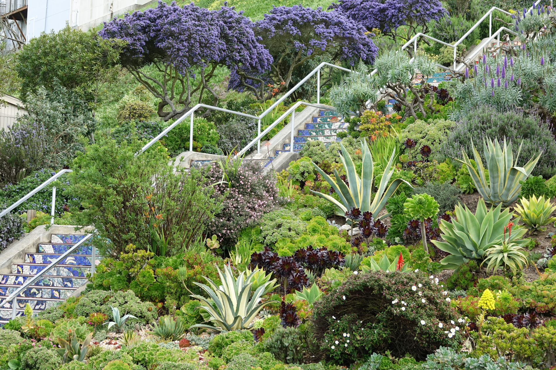 The garden surrounding the Moraga Steps in San Francisco.