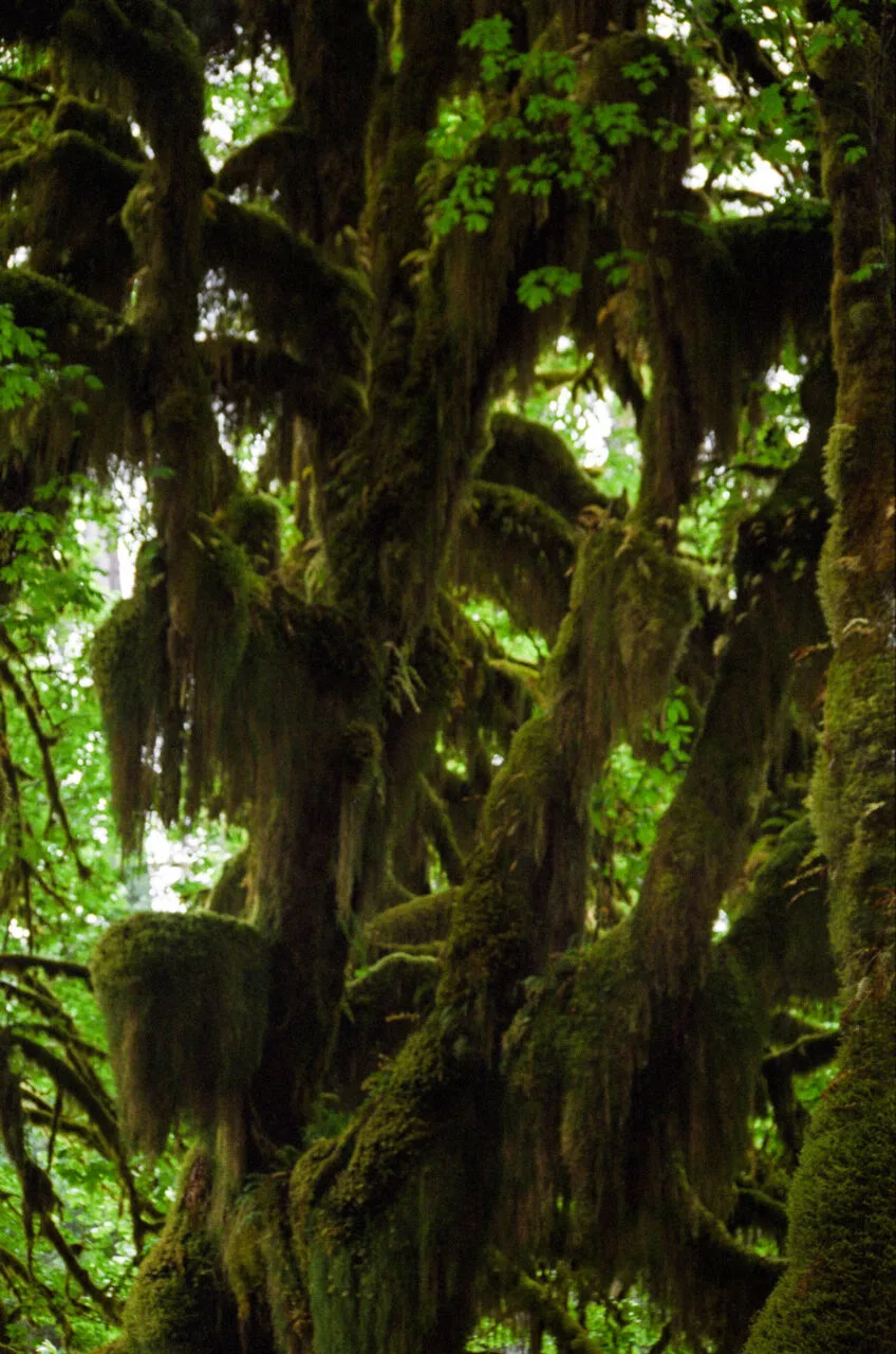 Moss covered trees in Hoh Rain Forest.