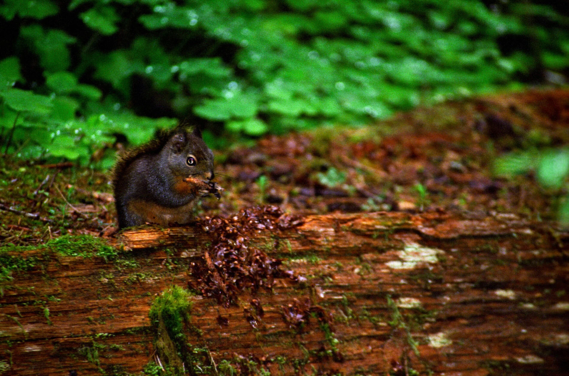 Ground squirrel in Olympic National park.