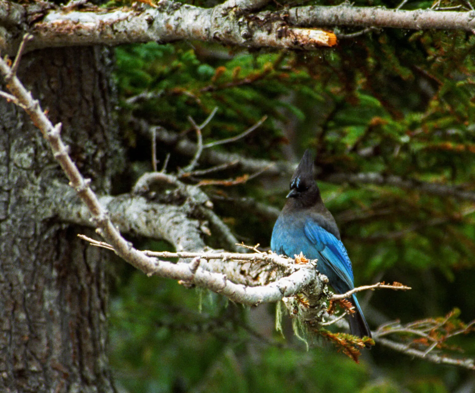 Steller's Jay showing off its blue coat in Olympic National park.