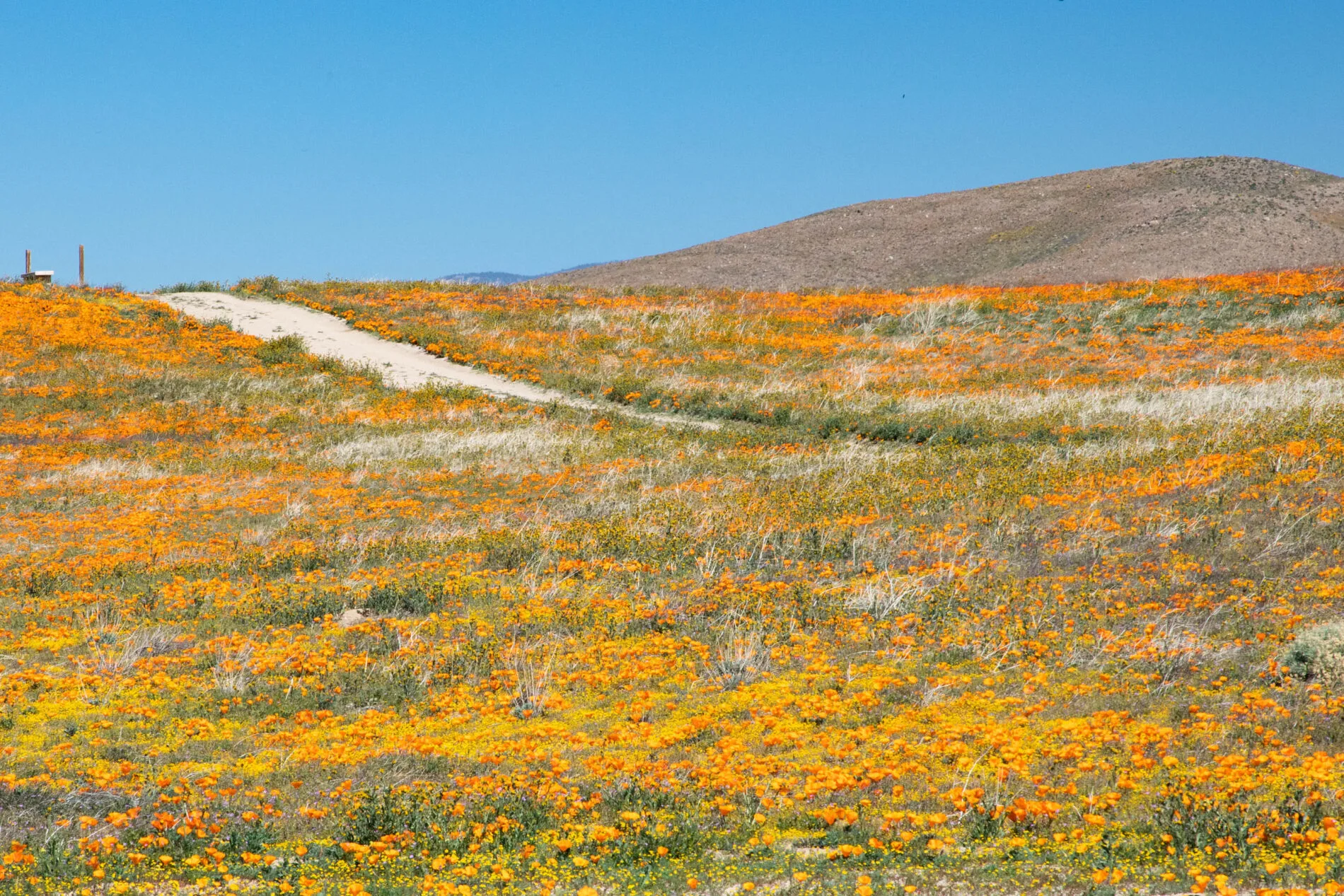 Eight miles of paved trails for walking through the poppies at the California Poppy Reserve, with thousands of golden poppies.
