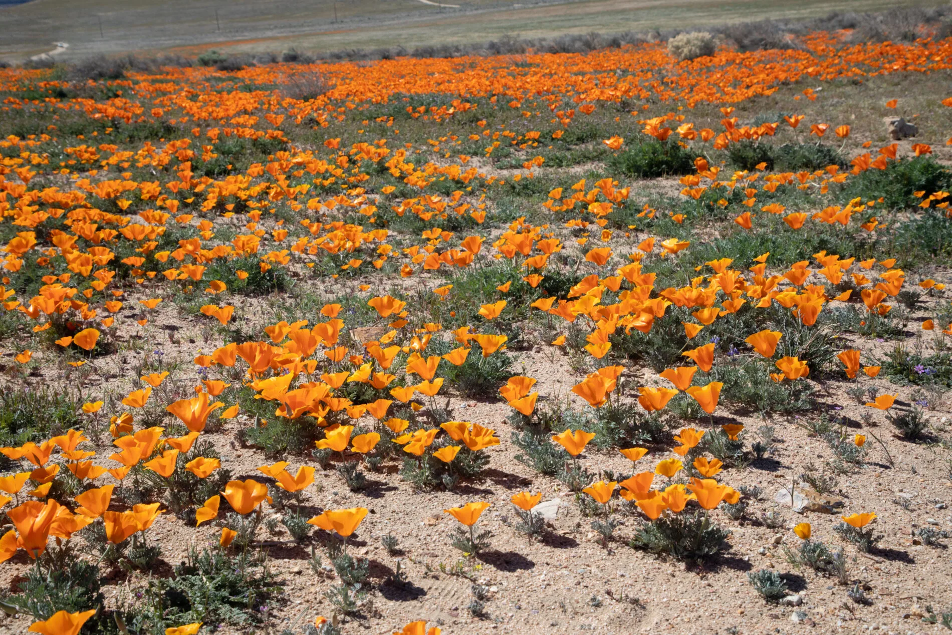 California poppies blooming in early May at Antelope Valley.
