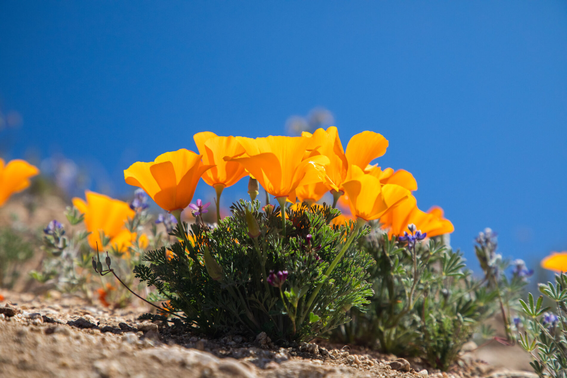 Golden poppies create a vivid contrast with the clear blue California skies.
