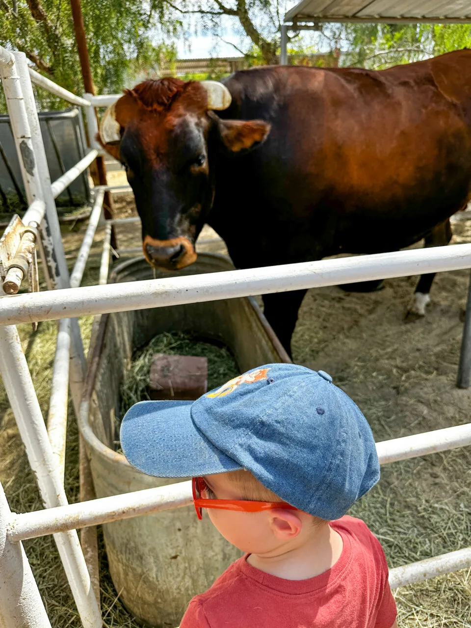 AJ finding out all about the cow that was the same age as him.