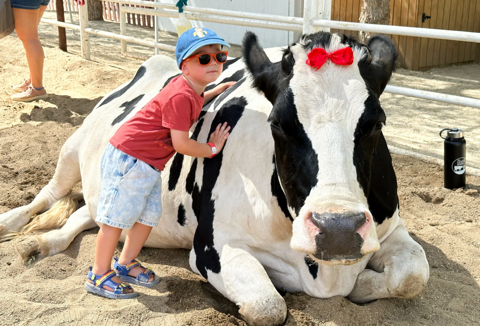 AJ hugging a cow at the Santa Clarita Gentle Barn.