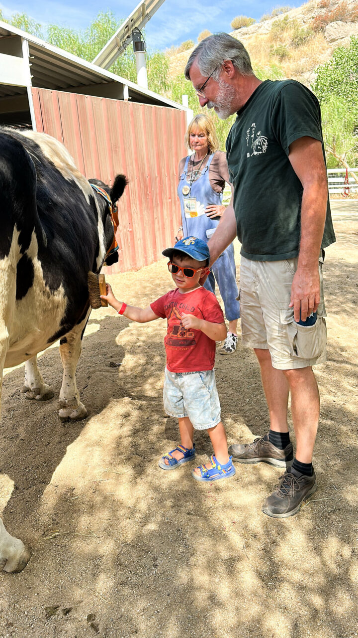 A volunteer stands by waiting to help out if Grandpa or AJ have any questions while brushing the cows.