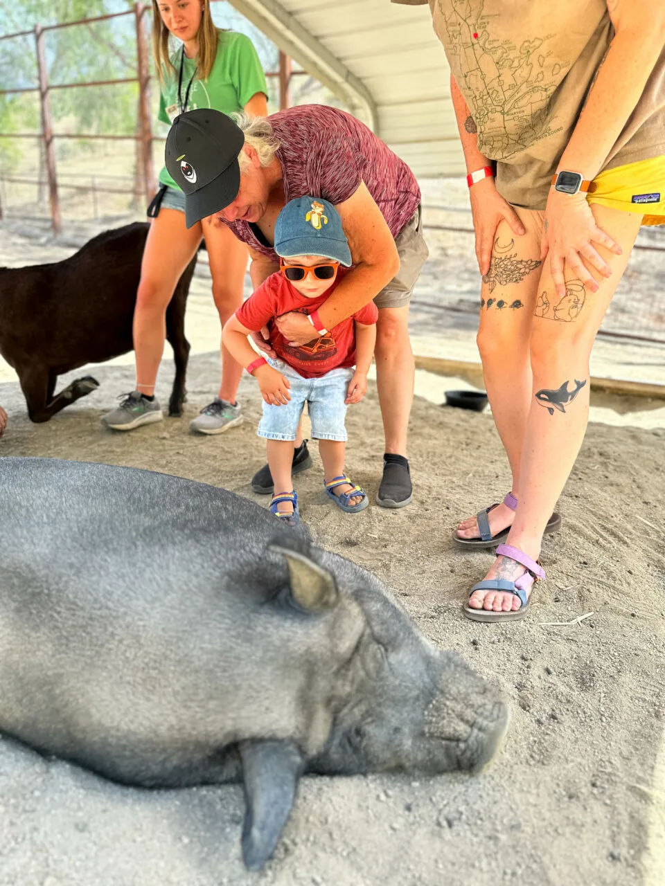 Visitors are encourage to touch, pet, and learn all about the animals at the Gentle Barn in California.