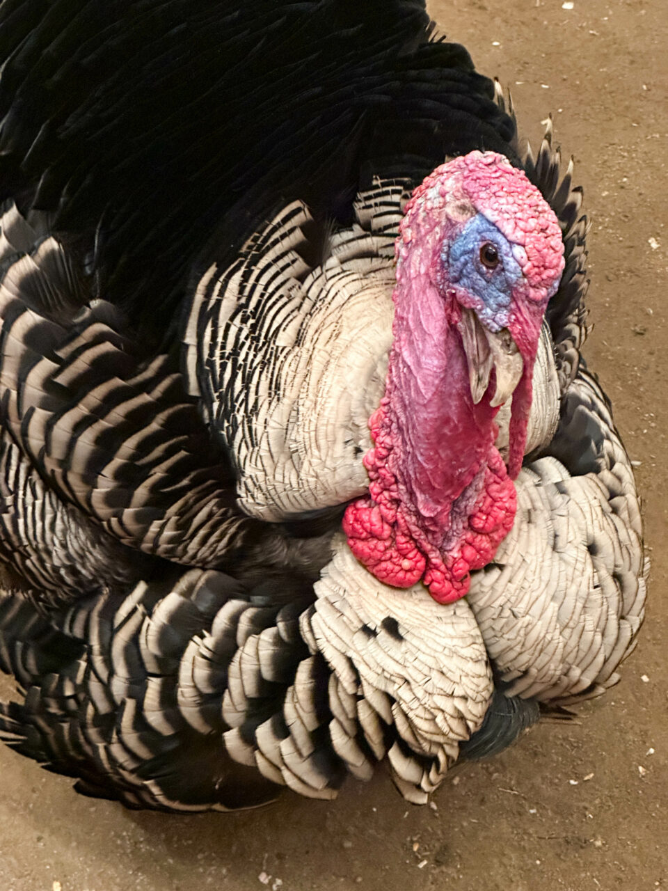 Turkey coming up to say hi at the Santa Clarita, Gentle Barn.