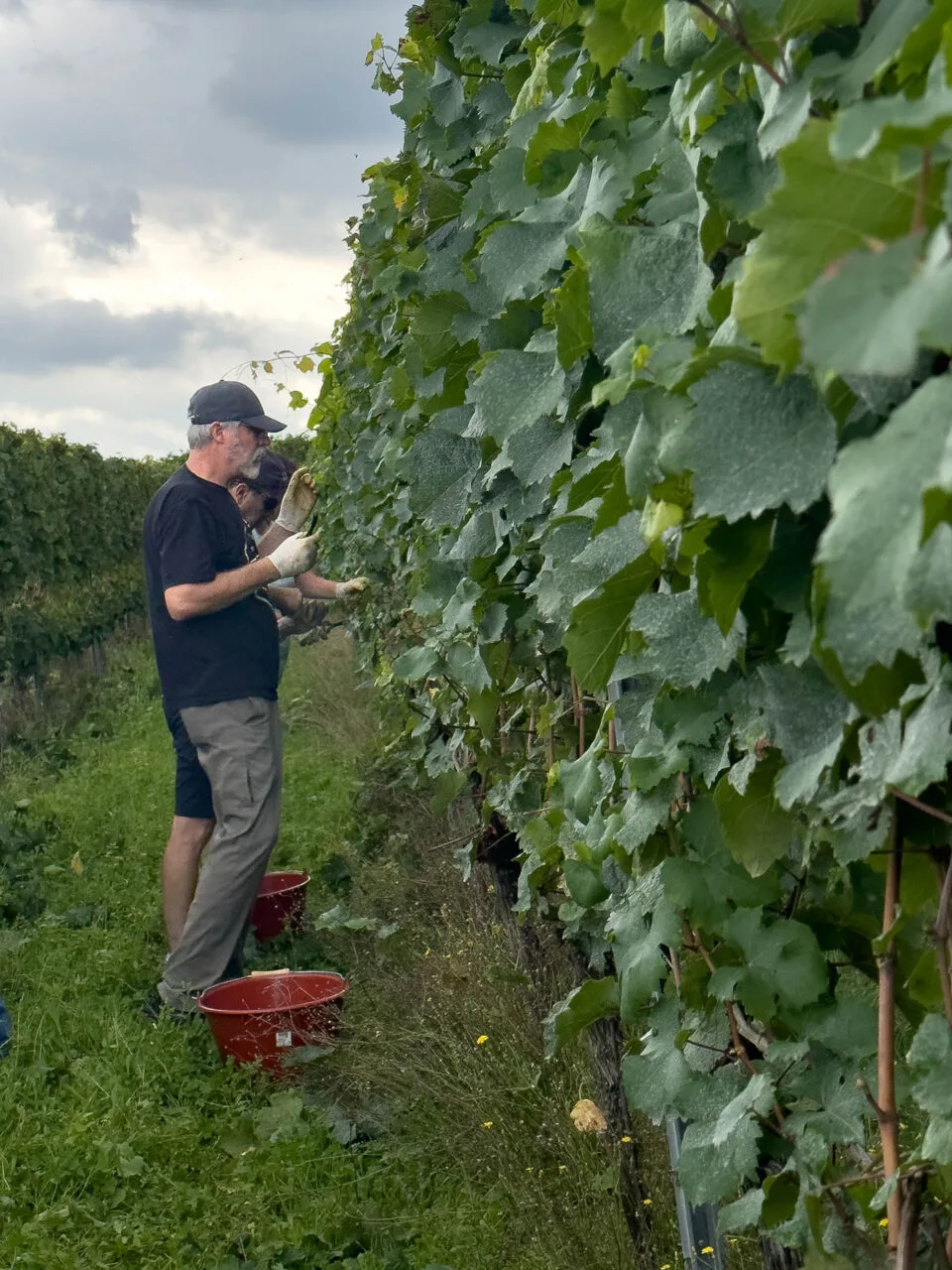 Jim picks grapes in Germany.